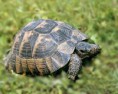 /album/zelva-bahenni-/testudo-hermanni-zelva-zelenava-jpg/